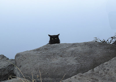 I C U