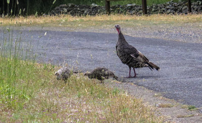 Mom and the young 'uns