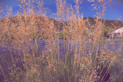 Lavender Field