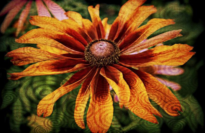 Rudbeckia 