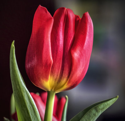 jan 30 meijer tulip