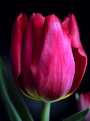 jan 30 tulip two.jpg