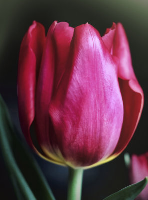 jan 30 tulip two f.jpg