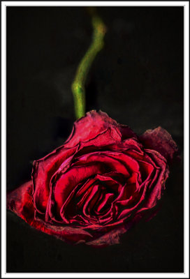 feb 16 old rose