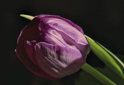 mar 11 last tulip 
