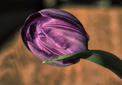 mar 11 tulip