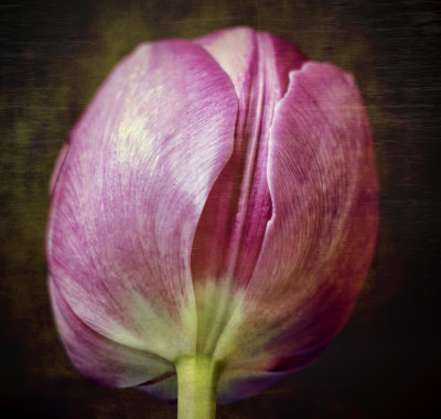 mar 12 tulip bud 