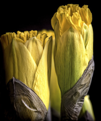 New Daffodills