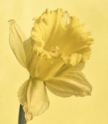 getting older daffodil
