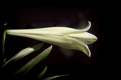 dark lily