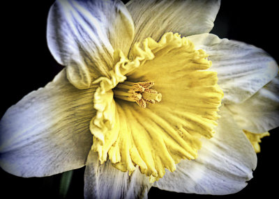  neighbor daffodil