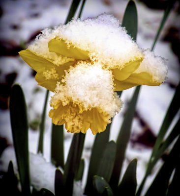 snow daffodil