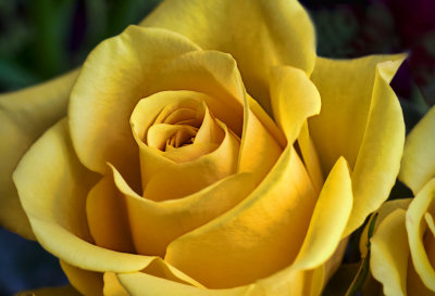 Yellow rose