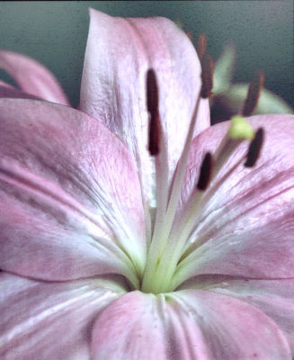 may 26 lily.jpg