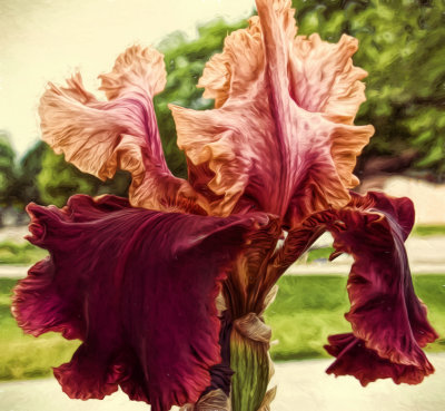 mayk 27 brown iris 2.jpg