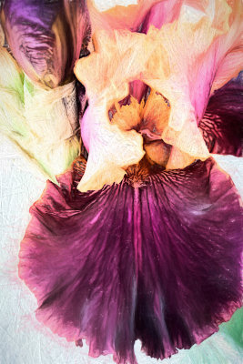 Iris more