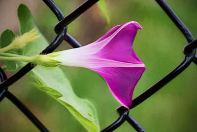 july 30 morning glory