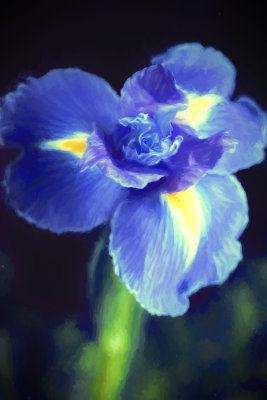 Blue Iris