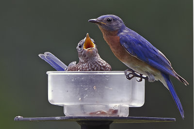 2blue.jpg