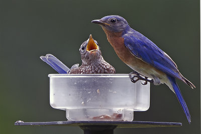 2blue2.jpg
