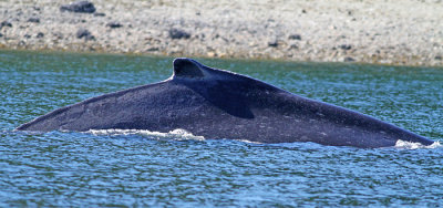 Hump-backed Whale2