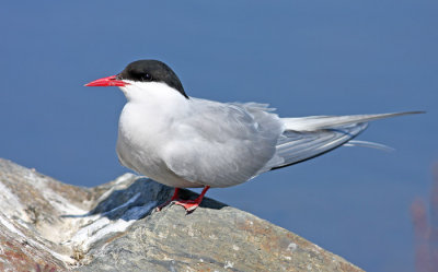 Arctic Tern 1