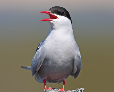 Arctic Tern 3