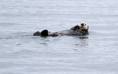 Sea Otter2