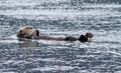 Sea Otter1
