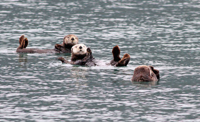 Sea Otters2