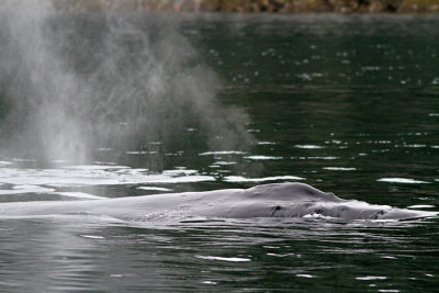 Hump-backed Whale surfacing