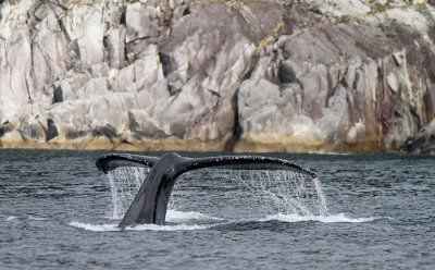 Hump-backed Whale diving