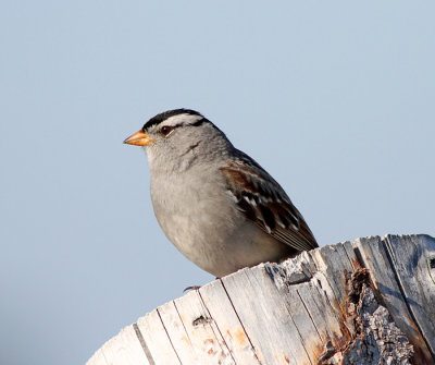 White-crowned Sparrow2