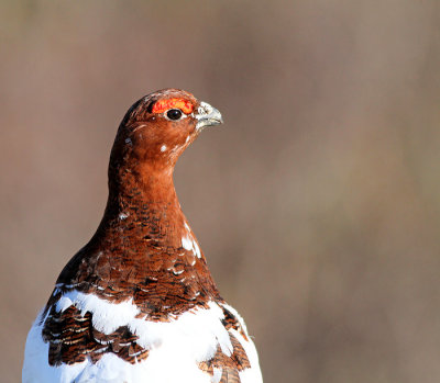 Willow Ptarmigan