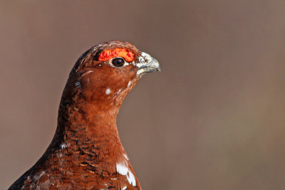 Willow Ptarmigan