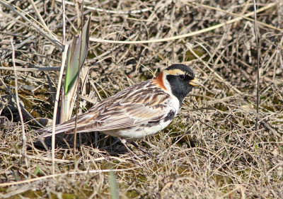 Lapland Longspur