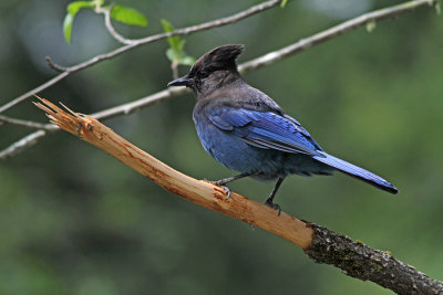 Stellar's Jay