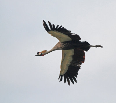 Gray-crowned Crane