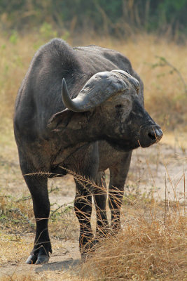 African Buffalo