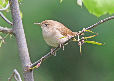 House Wren