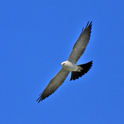 Mississippi Kite 2