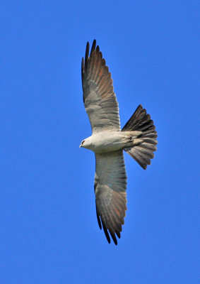 Mississippi Kite 3