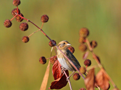 Nelson's Sparrow