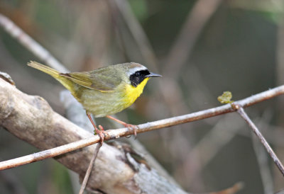 Common Yellowthroat