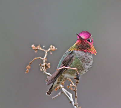 Anna's Hummingbird