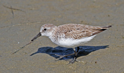 Semipalmated Sandpiper