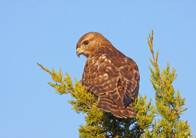 Red-shouldered Hawk