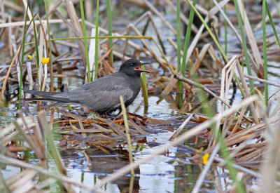 Black Tern