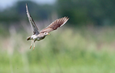 Upland Sandpiper