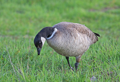 Cackiling Goose